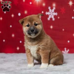 Buddy, Shiba Inu Puppy